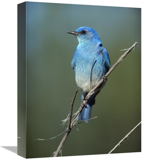 Global Gallery GCS-396302-1216-142 12 x 16 in. Mountain Bluebird Perch