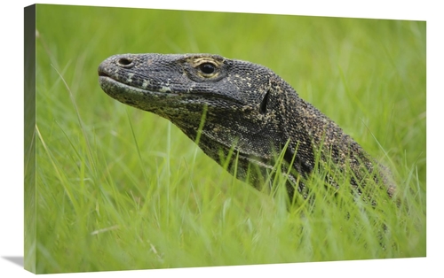 Global Gallery GCS-397551-2030-142 20 x 30 in. Komodo Dragon in Grass&