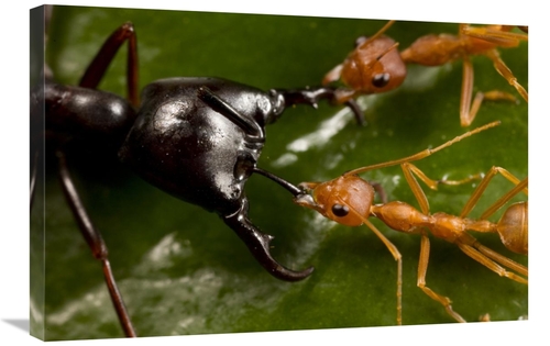 Global Gallery GCS-397744-2030-142 20 x 30 in. Weaver Ant Pair Defendi