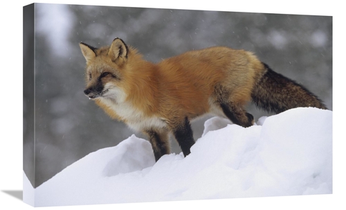 Global Gallery GCS-451962-1624-142 16 x 24 in. Red Fox Standing At the