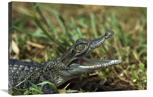 Global Gallery GCS-452402-2030-142 20 x 30 in. New Guinea Crocodile Ba