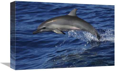Global Gallery GCS-453579-1218-142 12 x 18 in. Spinner Dolphin Jumping