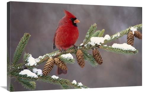 Global Gallery GCS-397329-2436-142 24 x 36 in. Northern Cardinal Male&