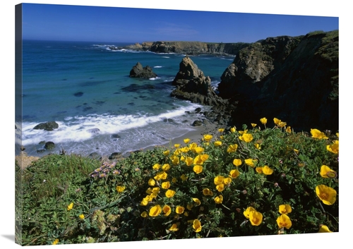 Global Gallery GCS-452036-3040-142 30 x 40 in. California Poppies on C