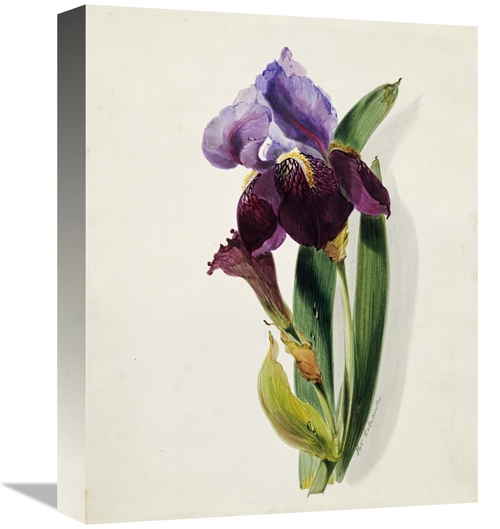 Global Gallery GCS-268111-16-142 16 in. A Flag Iris Art Print - Thomas