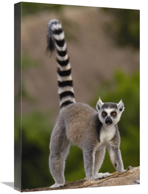 16 x 24 in. Ring-Tailed Lemur Portrait on Rocks in the Andringitra Mou