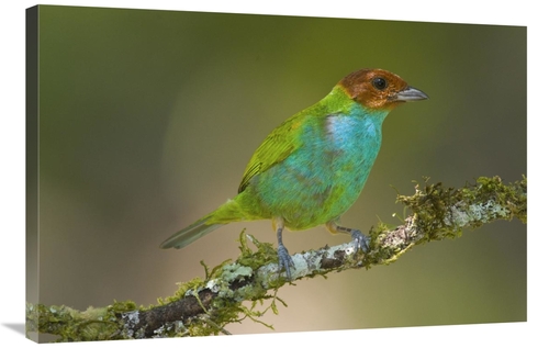 Global Gallery GCS-397269-2436-142 24 x 36 in. Bay-Headed Tanager,