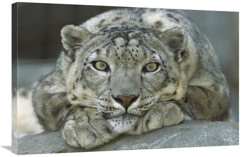 Global Gallery GCS-398160-2436-142 24 x 36 in. Snow Leopard Portrait N