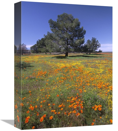 Global Gallery GCS-452149-1216-142 12 x 16 in. California Poppy & Erio