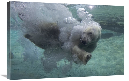 Global Gallery GCS-450887-2030-142 20 x 30 in. Polar Bear Swimming Und