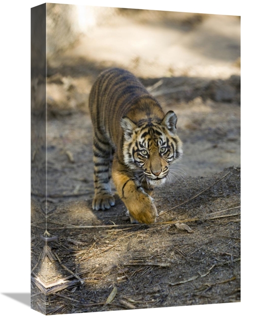 Global Gallery GCS-398136-1218-142 12 x 18 in. Tiger Cub, Native t