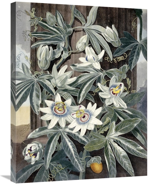 Global Gallery GCS-267393-30-142 30 in. Passion Flowers Art Print - Ro