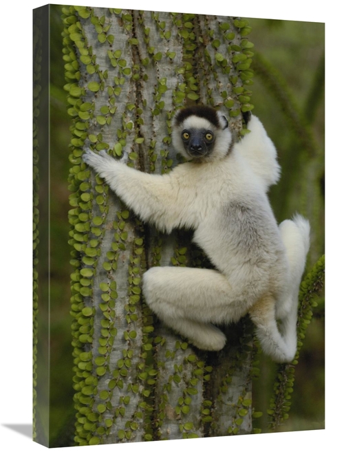 Global Gallery GCS-453037-1624-142 16 x 24 in. Verreauxs Sifaka Sittin