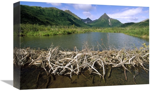 Global Gallery GCS-452889-1218-142 12 x 18 in. American Beaver Dam,