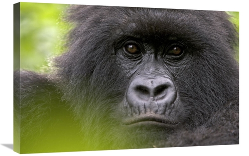 Global Gallery GCS-395337-2030-142 20 x 30 in. Mountain Gorilla Female
