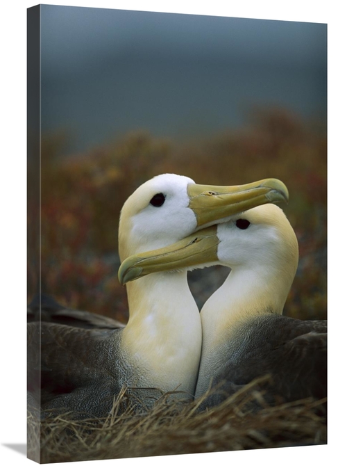 Global Gallery GCS-451363-2030-142 20 x 30 in. Waved Albatross Pair Bo