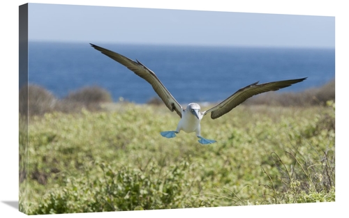 Global Gallery GCS-395612-2030-142 20 x 30 in. Blue-Footed Booby Landi