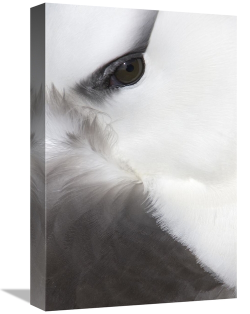Global Gallery GCS-397866-1218-142 12 x 18 in. Black-Browed Albatross 