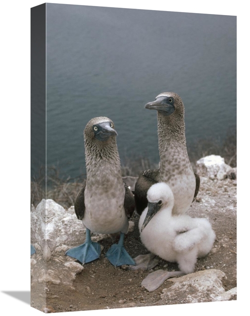 Global Gallery GCS-451097-1218-142 12 x 18 in. Blue-Footed Booby Paren