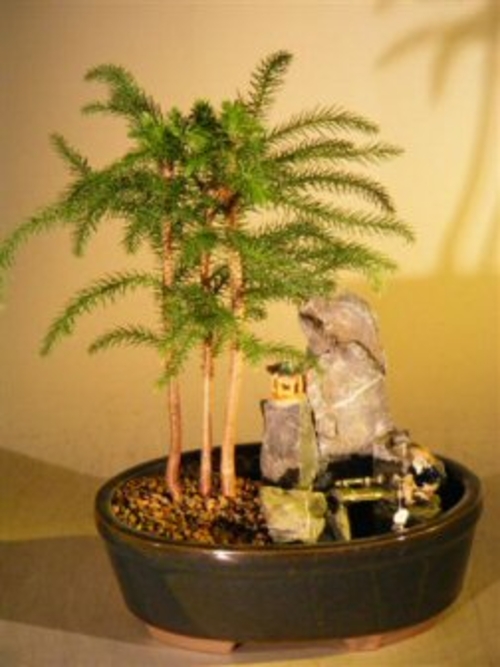 Norfolk Island Pine - Stone Landscape Scene