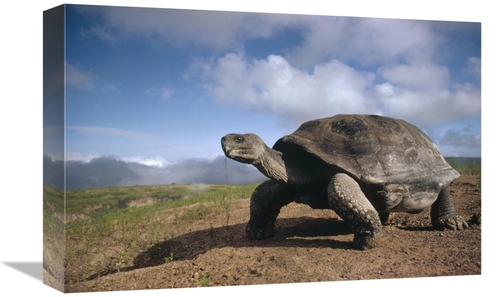 Global Gallery GCS-451325-1218-142 12 x 18 in. Galapagos Giant Tortois