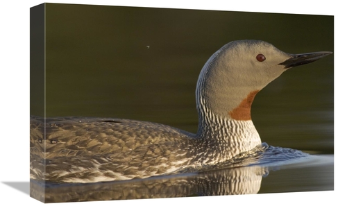 Global Gallery GCS-451936-1218-142 12 x 18 in. Red-Throated Loon in Wa