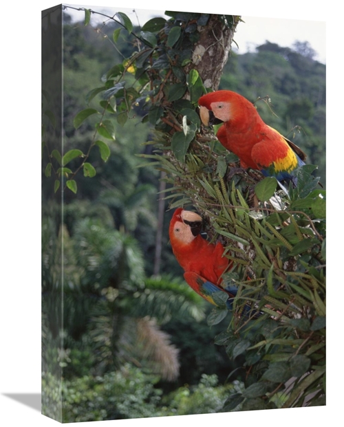 Global Gallery GCS-451497-1218-142 12 x 18 in. Scarlet Macaw Pair in R