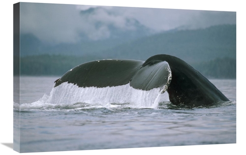 Global Gallery GCS-450584-2030-142 20 x 30 in. Humpback Whale Tail&#44