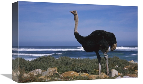 Global Gallery GCS-451832-1218-142 12 x 18 in. Ostrich Male in Coastal