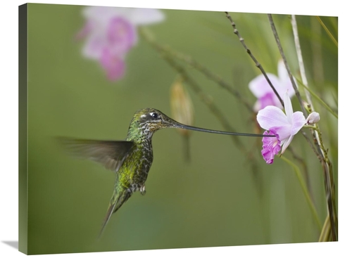 24 x 32 in. Sword-Billed Hummingbird Feeding on Flower Nectar, Ecu