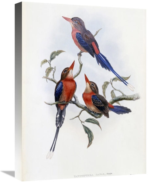 Global Gallery GCS-277754-22-142 22 in. Crimson & Brown Kingfisher Art