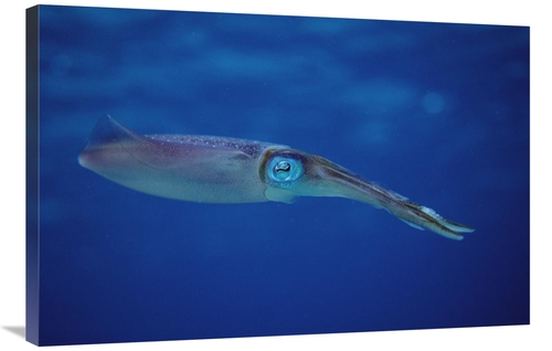 Global Gallery GCS-450751-2436-142 24 x 36 in. Squid Portrait, Bon