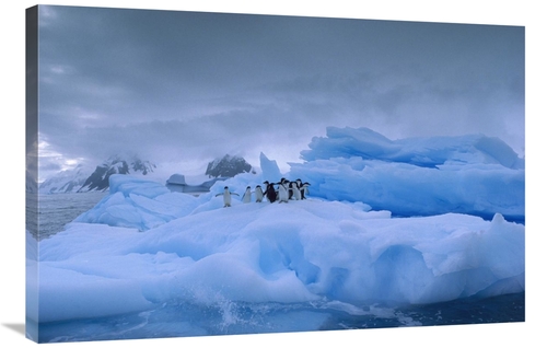 Global Gallery GCS-453007-2436-142 24 x 36 in. Adelie Penguin Group on