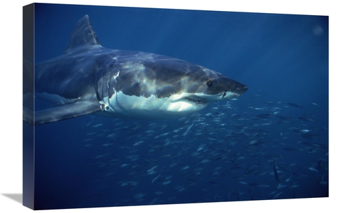 Global Gallery GCS-397969-1624-142 16 x 24 in. Great White Shark Swimm