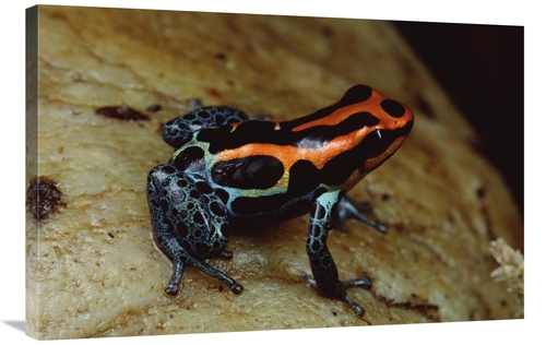 Global Gallery GCS-450759-2436-142 24 x 36 in. Rio Madeira Poison Frog