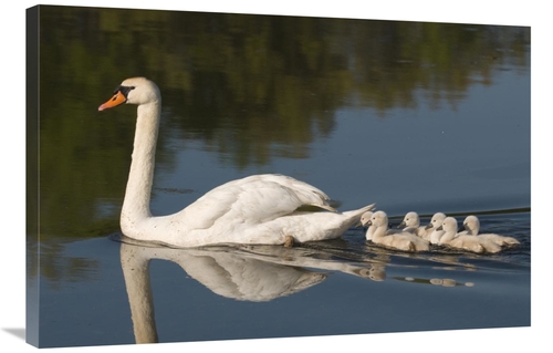 Global Gallery GCS-397392-2436-142 24 x 36 in. Mute Swan with Cygnets&