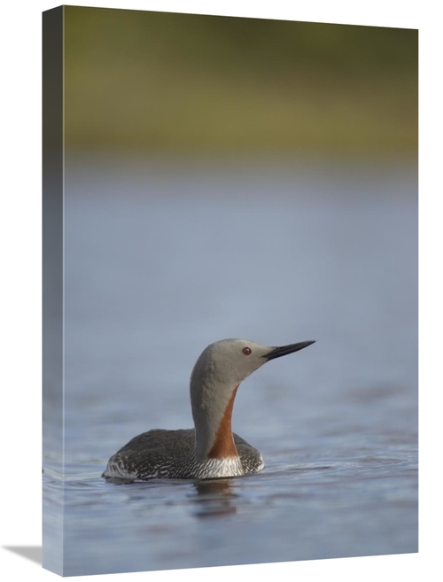 Global Gallery GCS-451938-1624-142 16 x 24 in. Red-Throated Loon in Wa