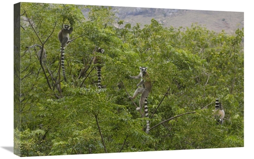 Global Gallery GCS-453254-2030-142 20 x 30 in. Ring-Tailed Lemurs in T