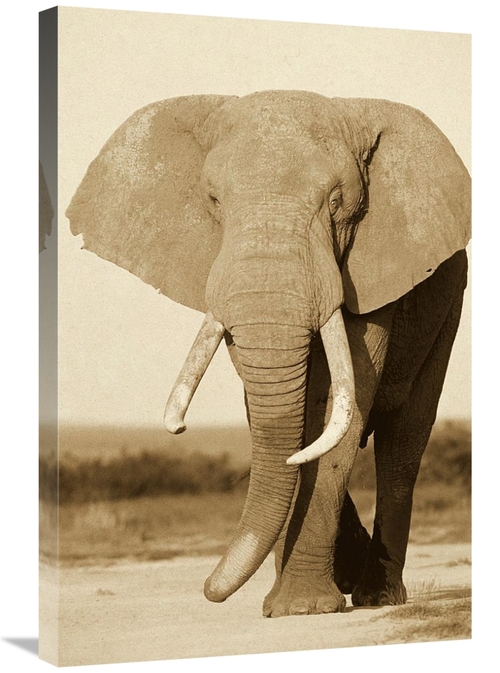 Main Global Gallery GCS-453710-2030-142 20 x 30 in. African Elephant Bull&# image
