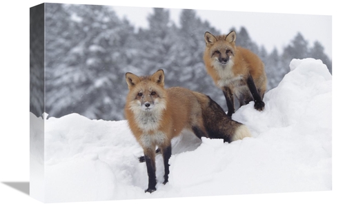 Global Gallery GCS-397093-1218-142 12 x 18 in. Red Fox Pair in Snow Fa
