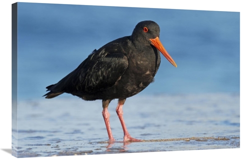 Global Gallery GCS-397466-2436-142 24 x 36 in. Variable Oystercatcher&