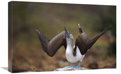 Global Gallery GCS-451395-1624-142 16 x 24 in. Blue-Footed Booby Sky P