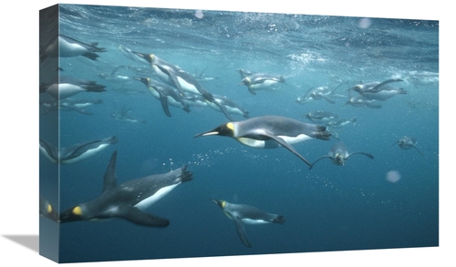 Global Gallery GCS-451354-1218-142 12 x 18 in. King Penguins Underwate