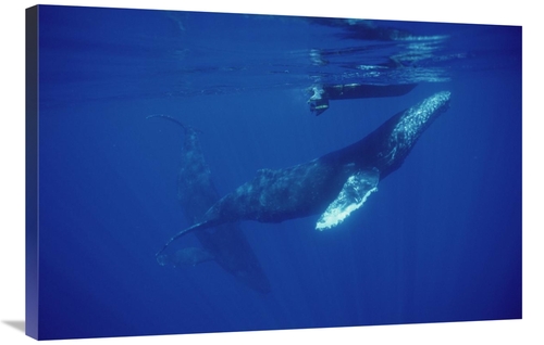 Global Gallery GCS-451002-2436-142 24 x 36 in. Humpback Whale Friendly