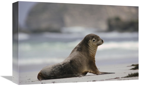 Global Gallery GCS-452920-1218-142 12 x 18 in. Australian Sea Lion on 