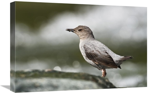 Global Gallery GCS-452665-1624-142 16 x 24 in. American Dipper Foragin