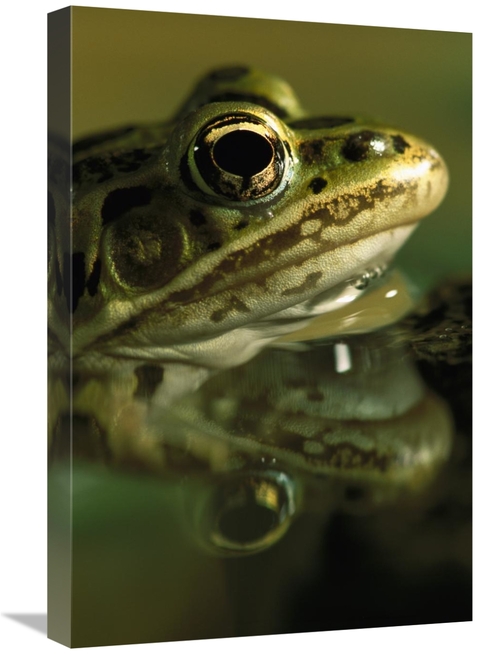 Global Gallery GCS-453374-1624-142 16 x 24 in. Northern Leopard Frog&#