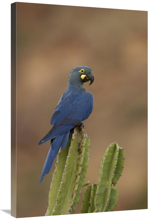 Global Gallery GCS-453153-2436-142 24 x 36 in. Lears Macaw Perching At