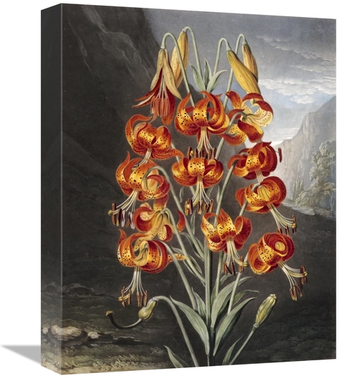 Global Gallery GCS-268585-16-142 16 in. The Superb Lily Art Print - Ro
