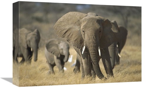 Global Gallery GCS-452748-1218-142 12 x 18 in. African Elephant Group&